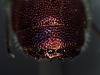 Chrysis comparata